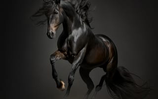 Картинка лошадь, конь, лошади, животные, вороной, бег