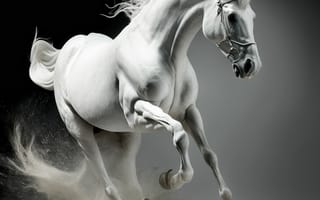 Картинка лошадь, конь, лошади, животные, белый, бег
