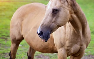 Картинка лошадь, конь, лошади, животные, коричневый, гнедой