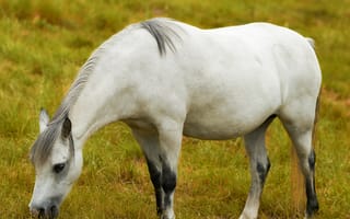 Картинка лошадь, конь, лошади, животные, белый, луг