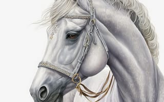Картинка лошадь, конь, лошади, животные, белый, арт, рисунок, портрет