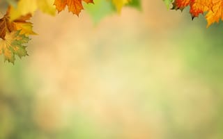 Картинка осень, осенние, время года, сезоны, сезонные, кленовый лист, лист, клен, листья, листва, фон