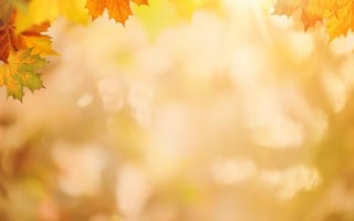 Картинка осень, осенние, время года, сезоны, сезонные, кленовый лист, лист, клен, листья, листва, фон