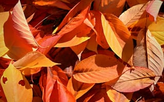 Картинка осень, осенние, время года, сезоны, сезонные, лист, листья, листва