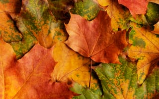 Картинка осень, осенние, время года, сезоны, сезонные, кленовый лист, лист, клен, листья, листва, макро, крупный план