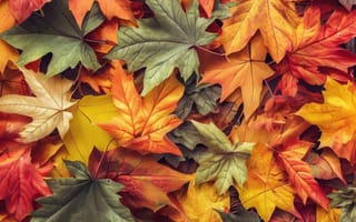 Картинка осень, осенние, время года, сезоны, сезонные, лист, листья, листва, кленовый лист, клен, арт