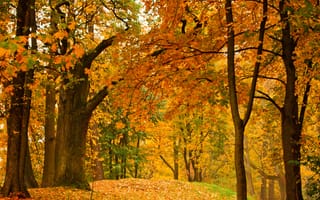 Картинка осень, осенние, время года, сезоны, сезонные, лес, деревья, дерево, природа, парк, лист, листья, листва