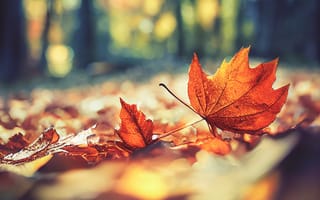 Картинка осень, осенние, время года, сезоны, сезонные, лес, деревья, дерево, природа, парк, кленовый лист, лист, клен, листья, листва, макро, крупный план