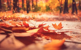 Картинка осень, осенние, время года, сезоны, сезонные, лес, деревья, дерево, природа, парк, кленовый лист, лист, клен, листья, листва