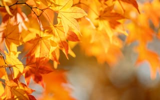 Картинка осень, осенние, время года, сезоны, сезонные, кленовый лист, лист, клен, листья, листва, желтый, оранжевый