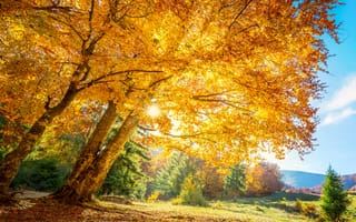 Картинка осень, осенние, время года, сезоны, сезонные, лес, деревья, дерево, природа, желтый