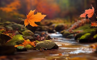 Картинка осень, осенние, время года, сезоны, сезонные, ручей, кленовый лист, лист, клен, листья, листва, вечер, лес, деревья, дерево, природа
