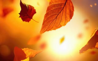 Картинка осень, осенние, время года, сезоны, сезонные, лист, листья, листва, вечер, закат, заход