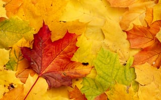 Картинка осень, осенние, время года, сезоны, сезонные, лист, листья, листва, кленовый лист, клен, желтый, красный
