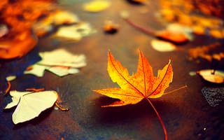 Картинка осень, осенние, время года, сезоны, сезонные, лист, листья, листва, кленовый лист, клен