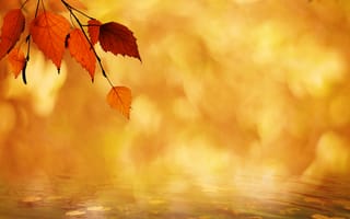 Картинка осень, осенние, время года, сезоны, сезонные, озеро, пруд, вода, лист, листья, листва, размытый, размытые, размытый фон