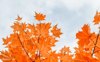 Картинка осень, осенние, время года, сезоны, сезонные, кленовый лист, лист, клен, листья, листва, ветка, дерево, небо