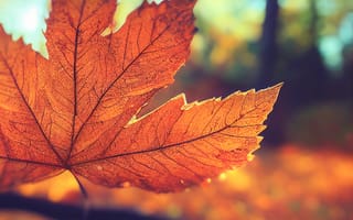 Картинка осень, осенние, время года, сезоны, сезонные, кленовый лист, лист, клен, листья, листва