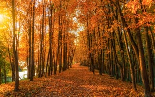 Картинка осень, осенние, время года, сезоны, сезонные, лес, деревья, дерево, природа, парк, лист, листья, листва, тропинка, тропа