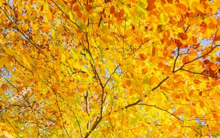 Картинка осень, осенние, время года, сезоны, сезонные, ветка, дерево, лист, листья, листва