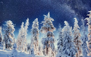 Картинка Карпаты, Украина, гора, зима, зимние, время года, сезоны, сезонные, лес, деревья, дерево, природа, ель, елка, снег, иней, изморозь, белый, ночь, звезды, звезда, Млечный Путь