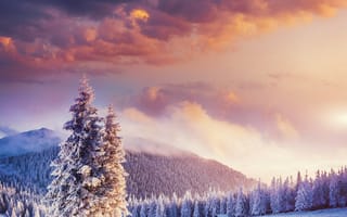Картинка зима, зимние, время года, сезоны, сезонные, Карпаты, Украина, гора, лес, деревья, дерево, природа, ель, елка, пейзаж, вечер, закат, заход