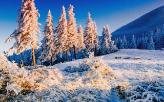 Картинка зима, зимние, время года, сезоны, сезонные, Карпаты, Украина, гора, пейзаж, природа, лес, деревья, дерево, ель, елка, снег, иней, изморозь, белый