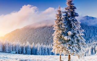 Картинка зима, зимние, время года, сезоны, сезонные, пейзаж, природа, гора, лес, деревья, дерево, ель, елка, снег, иней, изморозь, белый, Карпаты, Украина