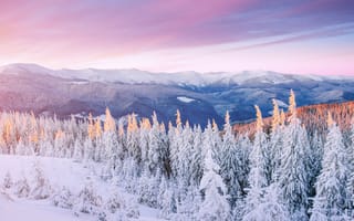 Картинка Карпаты, Украина, гора, зима, зимние, время года, сезоны, сезонные, пейзаж, природа, лес, деревья, дерево, снег, вечер, закат, заход