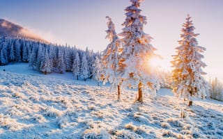 Картинка зима, зимние, время года, сезоны, сезонные, лес, деревья, дерево, природа, ель, елка, пейзаж, снег, поле, вечер, закат, заход