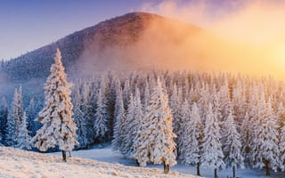 Картинка зима, зимние, время года, сезоны, сезонные, Карпаты, Украина, Европа, лес, деревья, дерево, природа, ель, елка, гора, снег, пейзаж, вечер, закат, заход