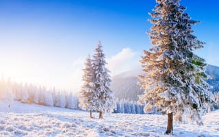 Картинка зима, зимние, время года, сезоны, сезонные, Карпаты, Украина, Европа, гора, лес, деревья, дерево, природа, ель, елка, снег, пейзаж
