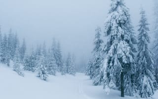 Картинка зима, зимние, время года, сезоны, сезонные, лес, деревья, дерево, природа, ель, елка, снег, туман, дымка, Карпаты, Украина
