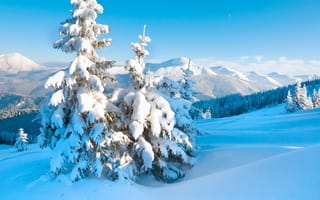 Картинка зима, зимние, время года, сезоны, сезонные, белый, природа, пейзаж, гора, снег, дерево, ель, елка, Карпаты, Украина