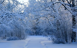 Картинка зима, зимние, время года, сезоны, сезонные, лес, деревья, дерево, природа, снег, иней, изморозь, белый