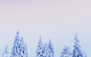 Картинка зима, зимние, время года, сезоны, сезонные, лес, деревья, дерево, природа, ель, елка, поле, снег, иней, изморозь, белый, пейзаж