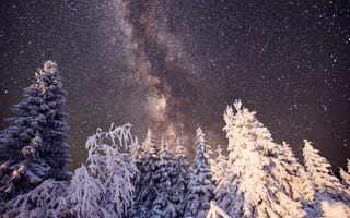 Картинка зима, зимние, время года, сезоны, сезонные, лес, деревья, дерево, природа, ель, елка, снег, пейзаж, ночь, звезды, звезда, Млечный Путь