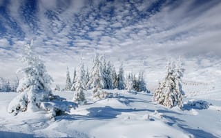 Картинка зима, зимние, время года, сезоны, сезонные, лес, деревья, дерево, природа, снег, облака, туча, облако, тучи, небо, Карпаты, Украина