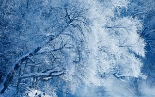 Картинка зима, зимние, время года, сезоны, сезонные, лес, деревья, дерево, природа, белый, снег, иней, изморозь