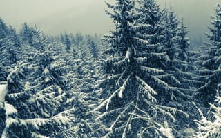 Картинка зима, зимние, время года, сезоны, сезонные, лес, деревья, дерево, природа, ель, елка, снег, иней, изморозь, белый