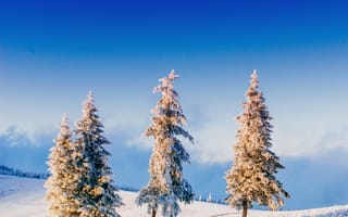 Картинка зима, зимние, время года, сезоны, сезонные, дерево, ель, елка, поле, снег, иней, изморозь, белый, пейзаж, природа