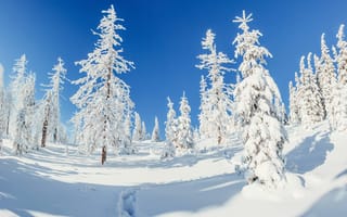 Картинка зима, зимние, время года, сезоны, сезонные, лес, деревья, дерево, природа, снег, иней, изморозь, белый, Карпаты, Украина, Европа