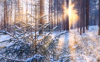 Картинка зима, зимние, время года, сезоны, сезонные, лес, деревья, дерево, природа, парк, пейзаж, вечер, закат, заход, солннце, свет, лучи