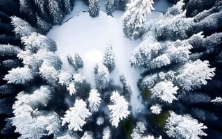 Картинка зима, зимние, время года, сезоны, сезонные, лес, деревья, дерево, природа, ель, елка, снег, иней, изморозь, белый, сверху, c воздуха, аэросъемка, с дрона