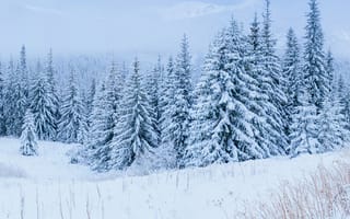 Картинка зима, зимние, время года, сезоны, сезонные, лес, деревья, дерево, природа, поле, снег, белый, пейзаж