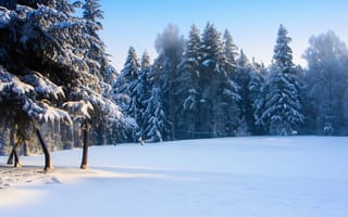 Картинка зима, зимние, время года, сезоны, сезонные, лес, деревья, дерево, природа, ель, елка, поле, снег