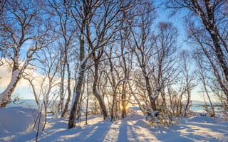 Картинка зима, зимние, время года, сезоны, сезонные, лес, деревья, дерево, природа, снег, иней, изморозь, белый, утро, утренний