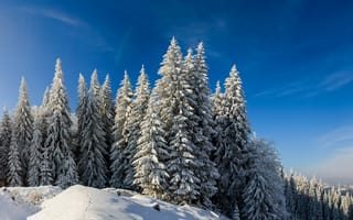 Картинка зима, зимние, время года, сезоны, сезонные, лес, деревья, дерево, природа, гора, снег