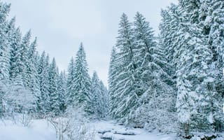 Картинка зима, зимние, время года, сезоны, сезонные, лес, деревья, дерево, природа, ель, елка, ручей, снег