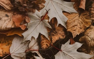 Картинка осень, осенние, время года, сезоны, сезонные, лист, растение, листья, листва, сухой, земля